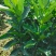 化州橘红苗黄龙一号正毛蜜叶橘红苗品种产量高基地发货