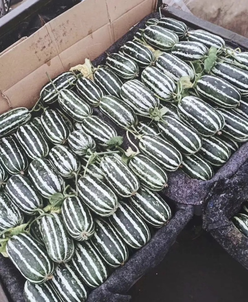 【博洋9号甜瓜】乐亭博洋甜瓜大量上市脆甜多汁量大从优