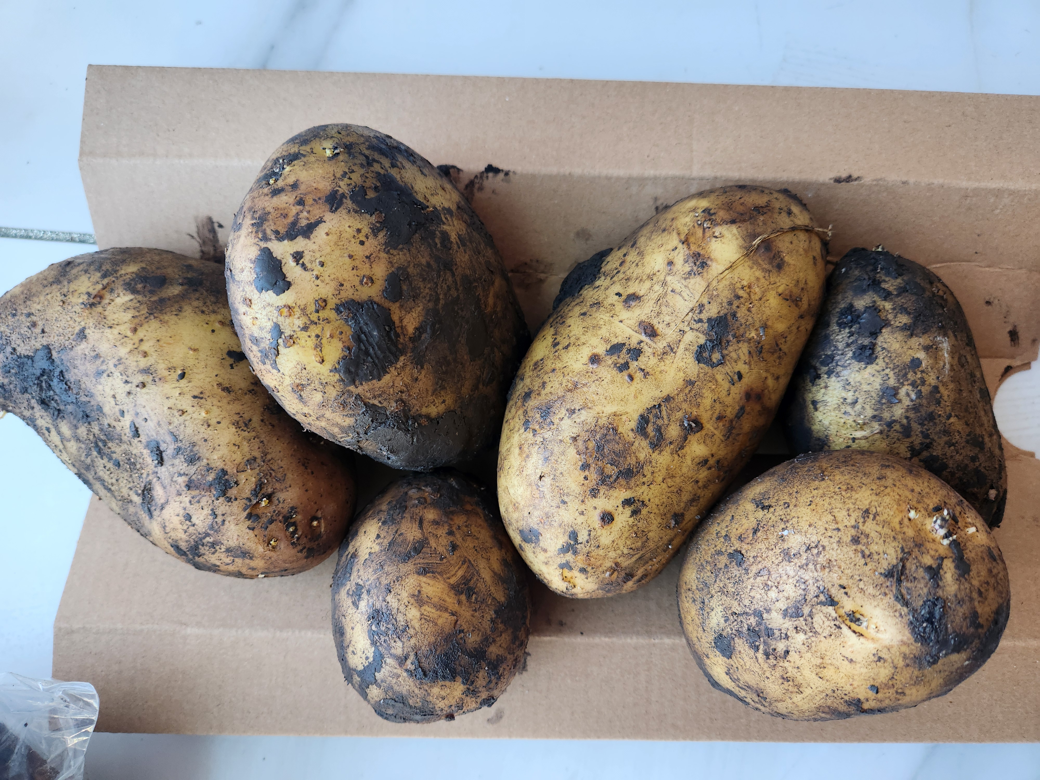 展示使用纸箱或陶罐在阴凉处存放土豆的正确方式 家庭厨房中科学保存土豆的示意图