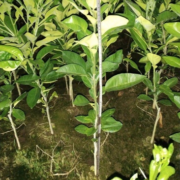 泰国红宝石青柚苗基地现货免费提供种植管理技术欢迎来参考