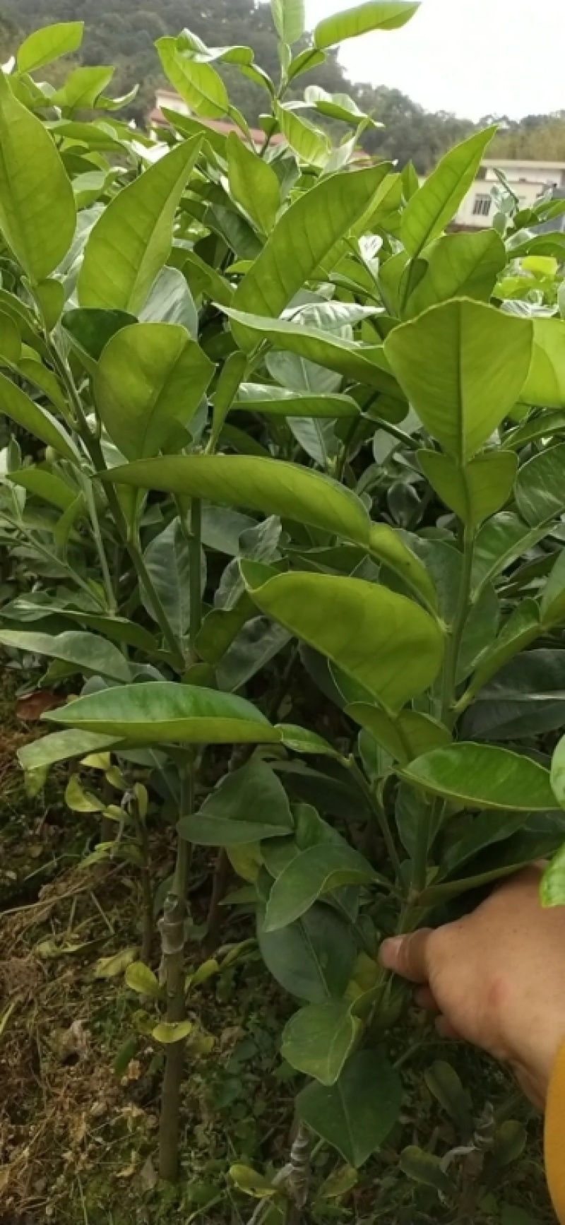 泰国红宝石青柚苗基地现货免费提供种植管理技术欢迎来参考