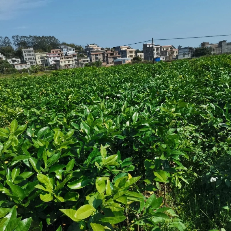 泰国红宝石青柚苗基地现货免费提供种植管理技术欢迎来参考