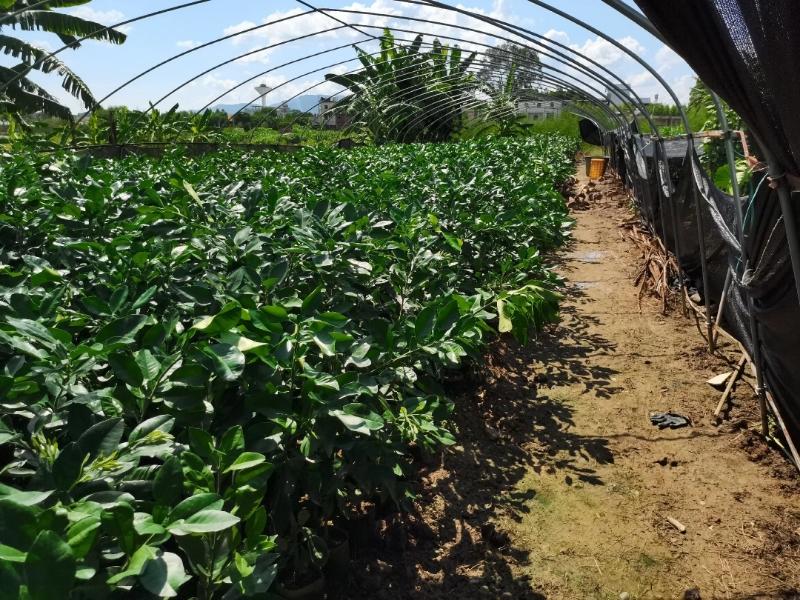 泰国红宝石青柚苗基地现货免费提供种植管理技术欢迎来参考