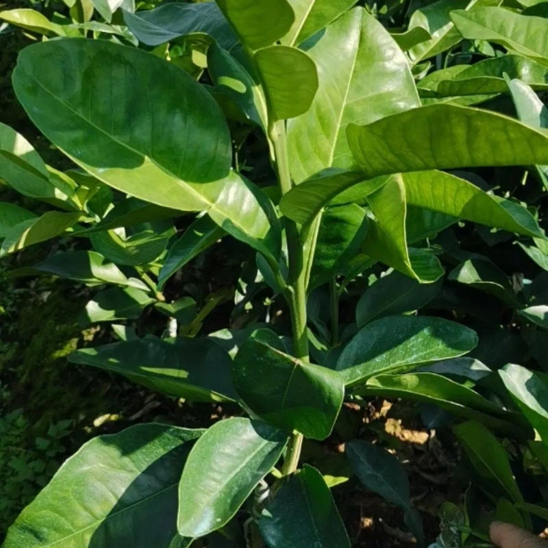 泰国红宝石青柚苗基地现货免费提供种植管理技术欢迎来参考