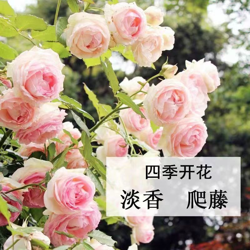 爬藤月季四季开花玫瑰月季花浓香型大花花卉盆栽