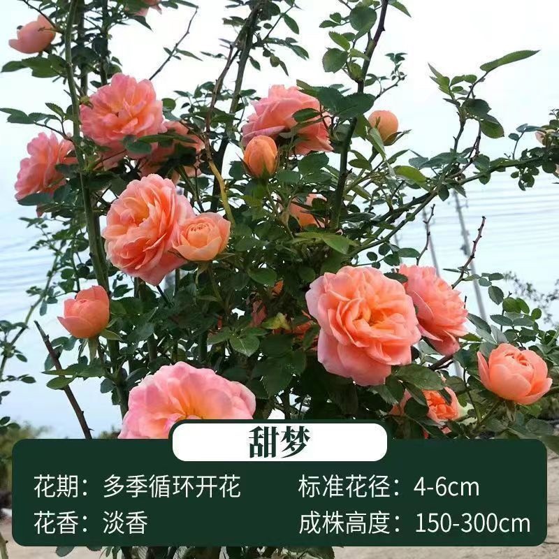 爬藤月季四季开花玫瑰月季花浓香型大花花卉盆栽