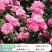爬藤月季四季开花玫瑰月季花浓香型大花花卉盆栽