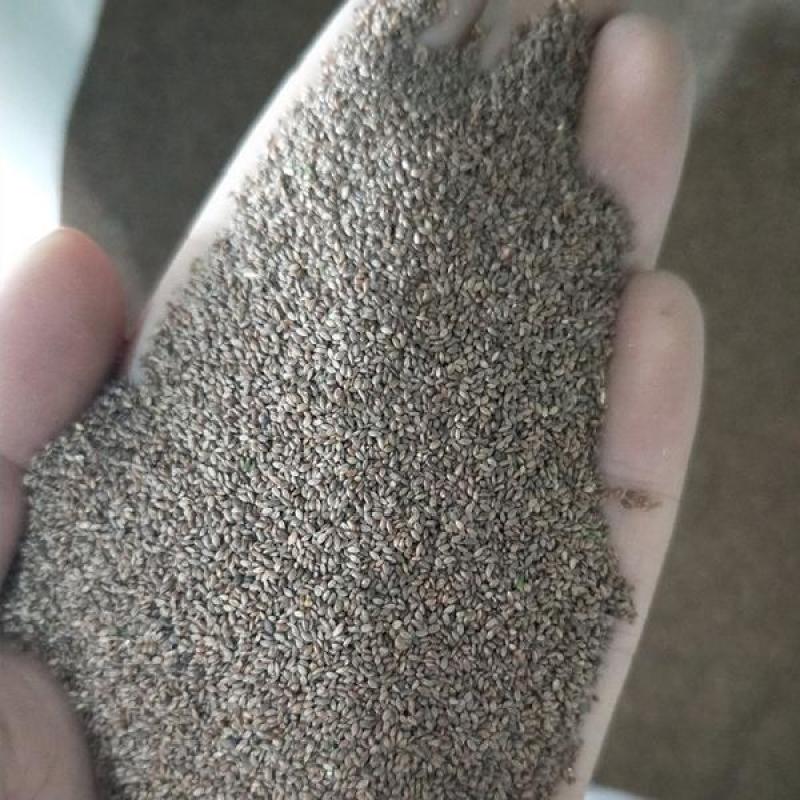 进口狗牙根种子匍匐茎种籽四季常青护坡草籽耐旱耐践踏籽草坪