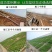 进口狗牙根种子匍匐茎种籽四季常青护坡草籽耐旱耐践踏籽草坪