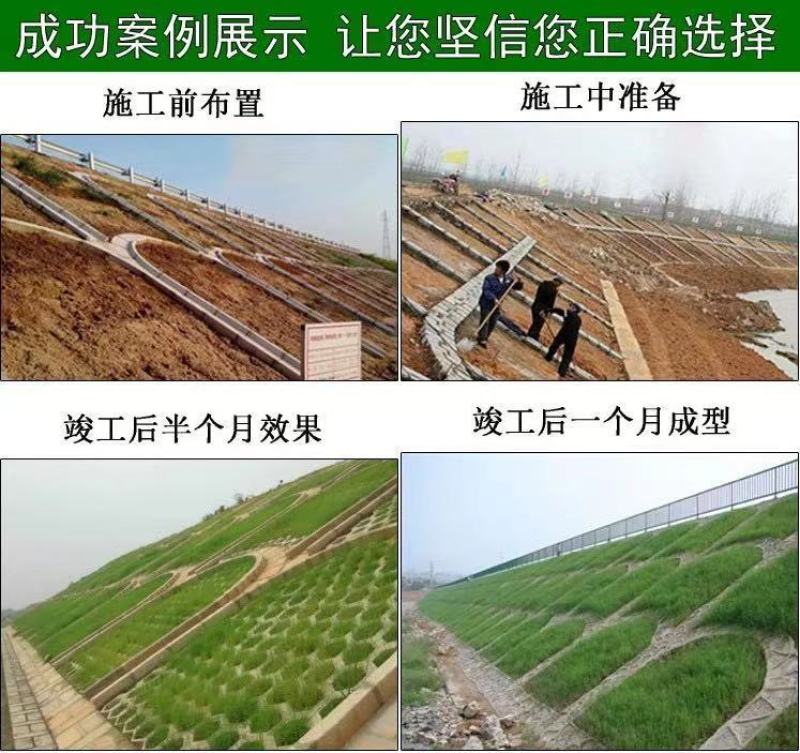 进口狗牙根种子匍匐茎种籽四季常青护坡草籽耐旱耐践踏籽草坪