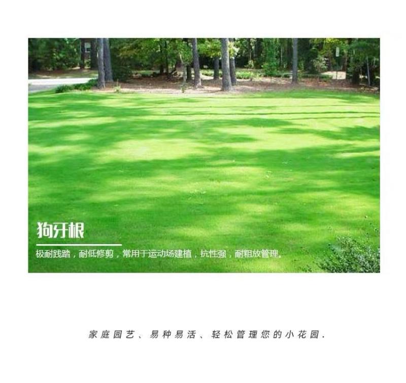 进口狗牙根种子匍匐茎种籽四季常青护坡草籽耐旱耐践踏籽草坪