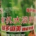 辣椒专用有机水溶肥膨大拉长拉直三不落稳花增果辣椒苗肥通用