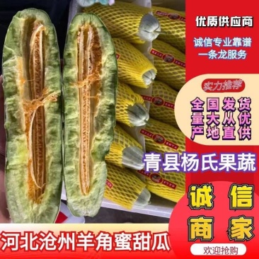 博洋61羊角蜜甜瓜产地直供量大从优对接全国电商超