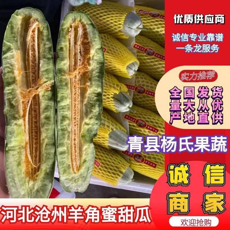 博洋61羊角蜜甜瓜产地直供量大从优对接全国电商超
