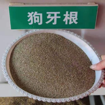 进口狗牙根种子匍匐茎种籽四季常青护坡草籽耐旱耐践踏籽草坪