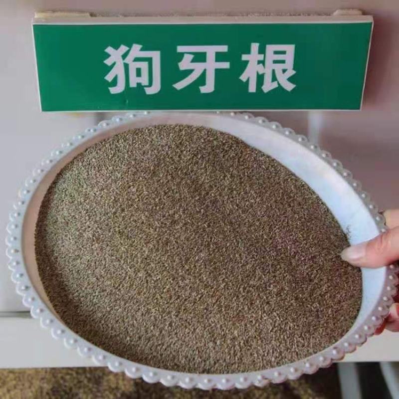 进口狗牙根种子匍匐茎种籽四季常青护坡草籽耐旱耐践踏籽草坪