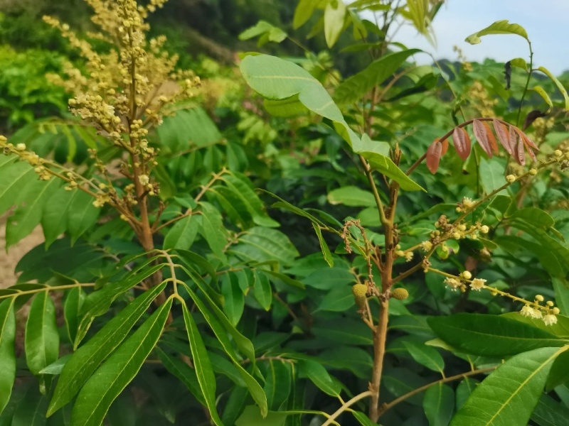 石硖龙眼树苗四季龙眼苗品种包正基地现货