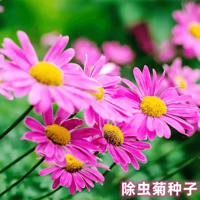 除虫菊种子，耐寒热花种籽室内阳台驱蚊草花卉种孑种植四季播