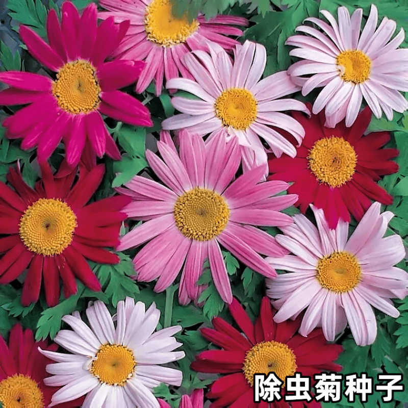 除虫菊种子，耐寒热花种籽室内阳台驱蚊草花卉种孑种植四季播