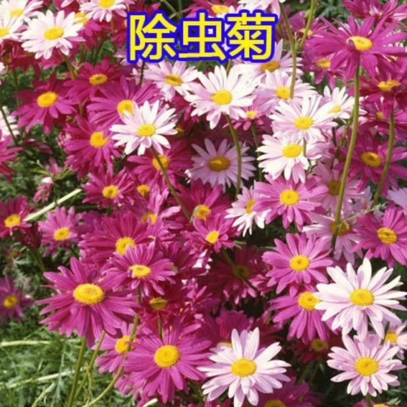 除虫菊种子，耐寒热花种籽室内阳台驱蚊草花卉种孑种植四季播