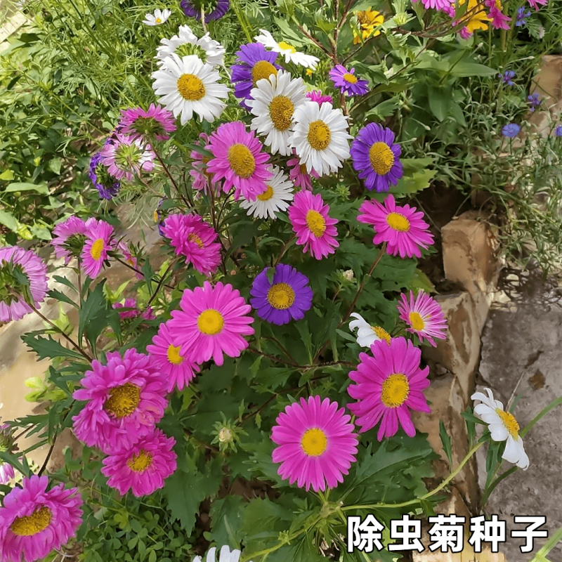 除虫菊种子，耐寒热花种籽室内阳台驱蚊草花卉种孑种植四季播