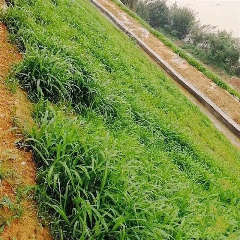 宽叶雀稗百喜草种子耐盐碱护坡固土边坡绿化耐热耐旱夏季草种