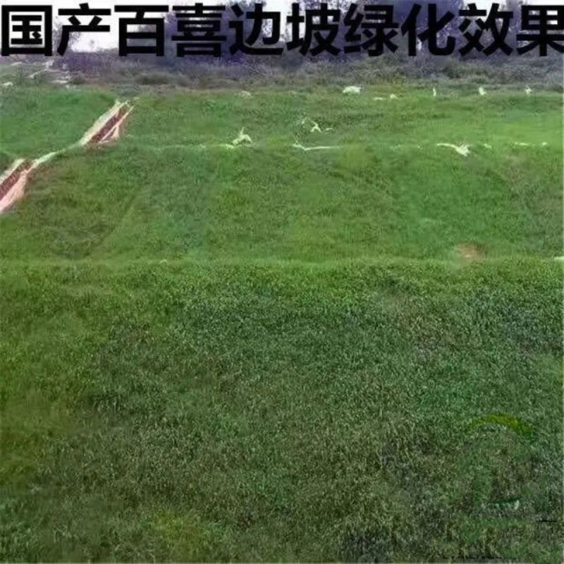 宽叶雀稗百喜草种子耐盐碱护坡固土边坡绿化耐热耐旱夏季草种