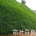 宽叶雀稗百喜草种子耐盐碱护坡固土边坡绿化耐热耐旱夏季草种