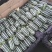 【博洋甜瓜】河北博洋961甜瓜大量上市产地直发品质保证