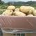 云南土豆大量供应，希森土豆产地直发，一手货源品质保障
