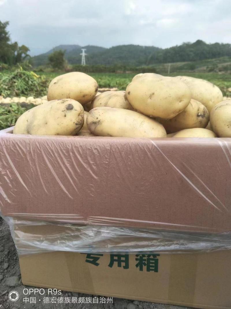 云南土豆大量供应，希森土豆产地直发，一手货源品质保障