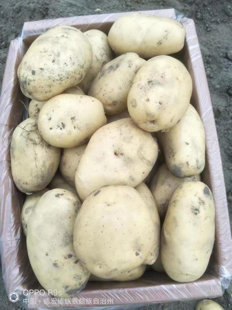 云南土豆大量供应，希森土豆产地直发，一手货源品质保障