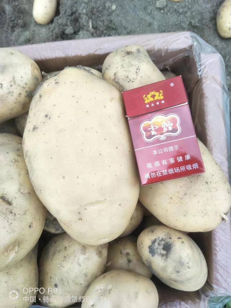 云南土豆大量供应，希森土豆产地直发，一手货源品质保障