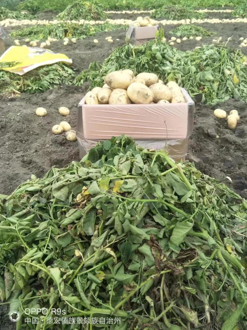云南土豆大量供应，希森土豆产地直发，一手货源品质保障