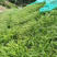 百喜草种子道路护坡水土保持牧草草籽堤坝绿化草坪