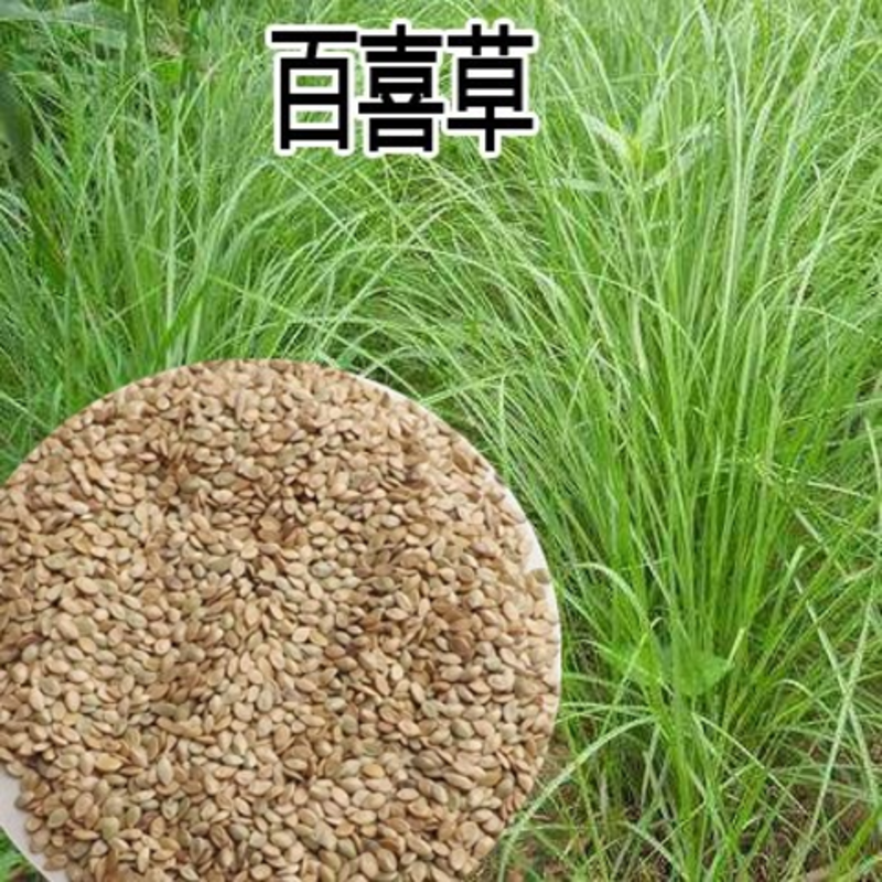 百喜草种子道路护坡水土保持牧草草籽堤坝绿化草坪