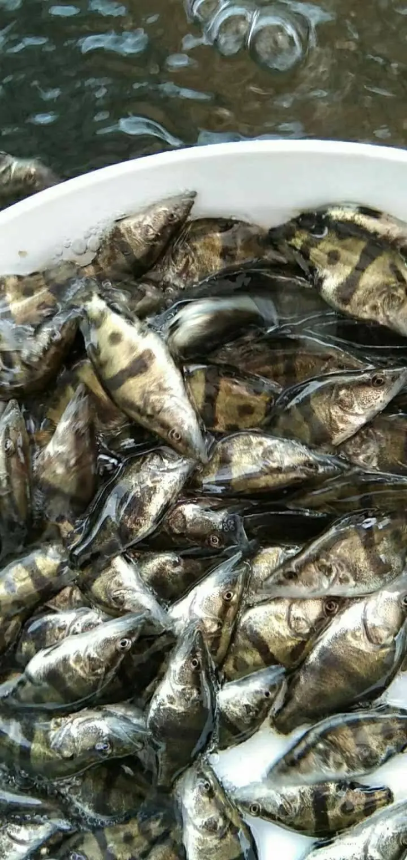 鳜鱼苗桂花鱼苗成活率高抗病强包成活全国包邮到家