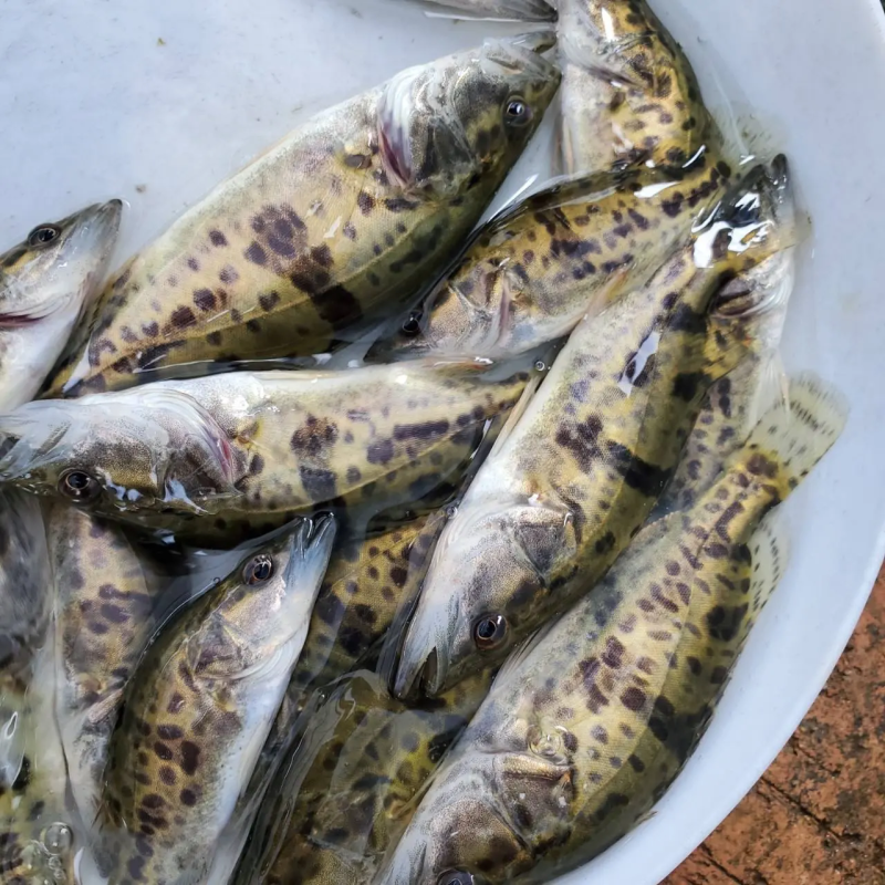 鳜鱼苗桂花鱼苗成活率高抗病强包成活全国包邮到家