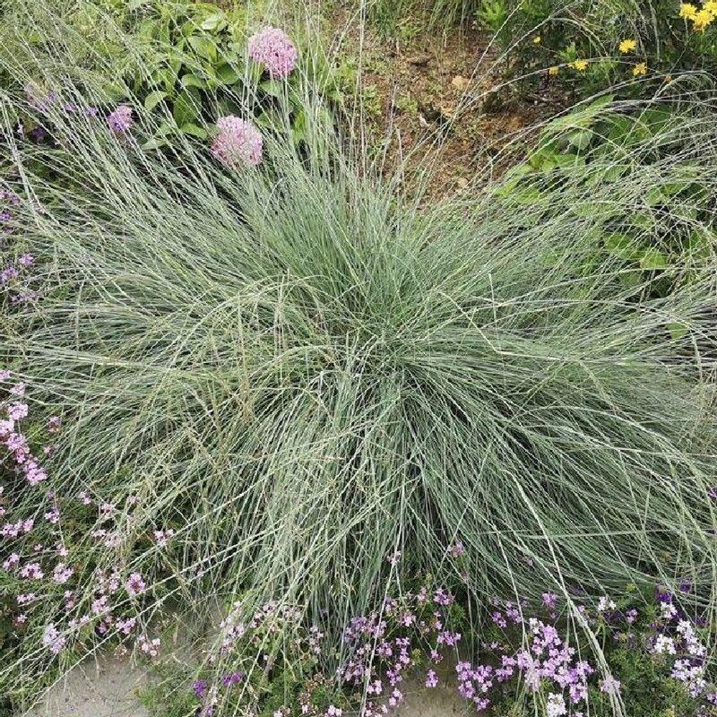 弯叶画眉草种子耐高温草坪种子河岸护堤草籽暖季型草籽