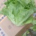 精品生菜！意大利生菜，产地直供！货源充足！欢迎订购！