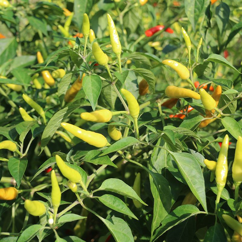 韩育泡椒小米辣辣椒种子小白米椒朝天椒辣蔬菜种籽