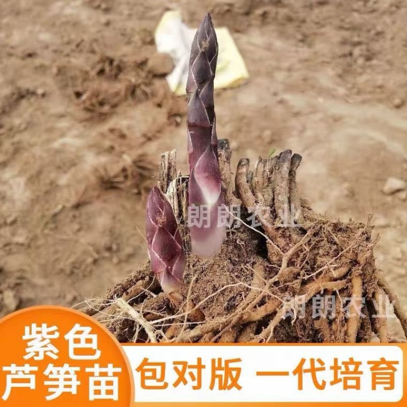 紫色芦笋苗根粗苗壮抗病性强成活率高适宜四季栽培