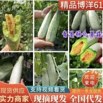 博洋61甜瓜羊角蜜大量上市批发量大价优欢迎咨询