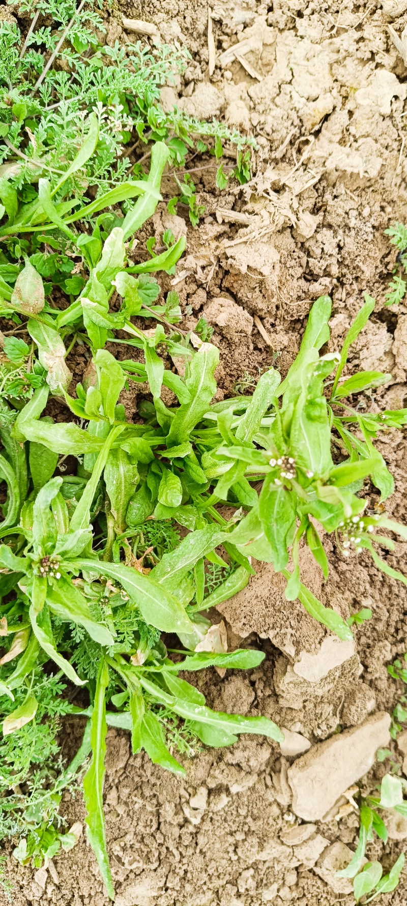 新鲜荠荠菜