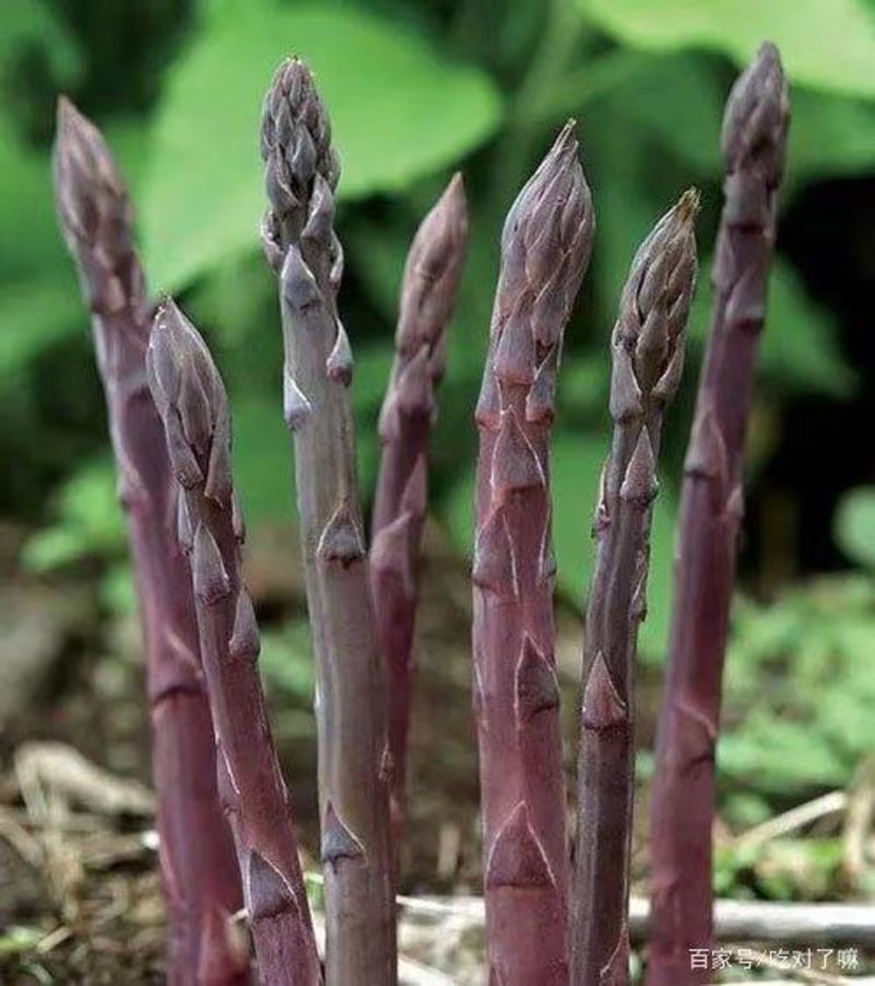 紫色芦笋苗现挖现售成活率高抗病性强适宜四季栽培