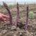 紫色芦笋苗现挖现售成活率高抗病性强适宜四季栽培
