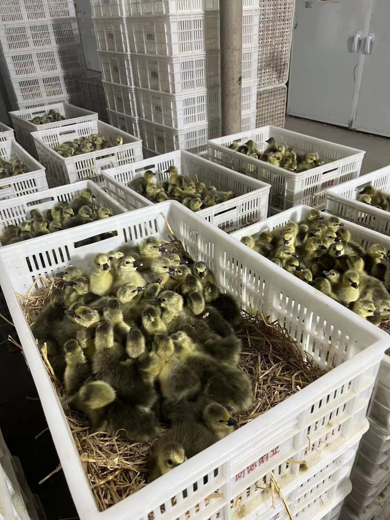 朗德鹅苗出壳苗包打疫苗包运输包路损！