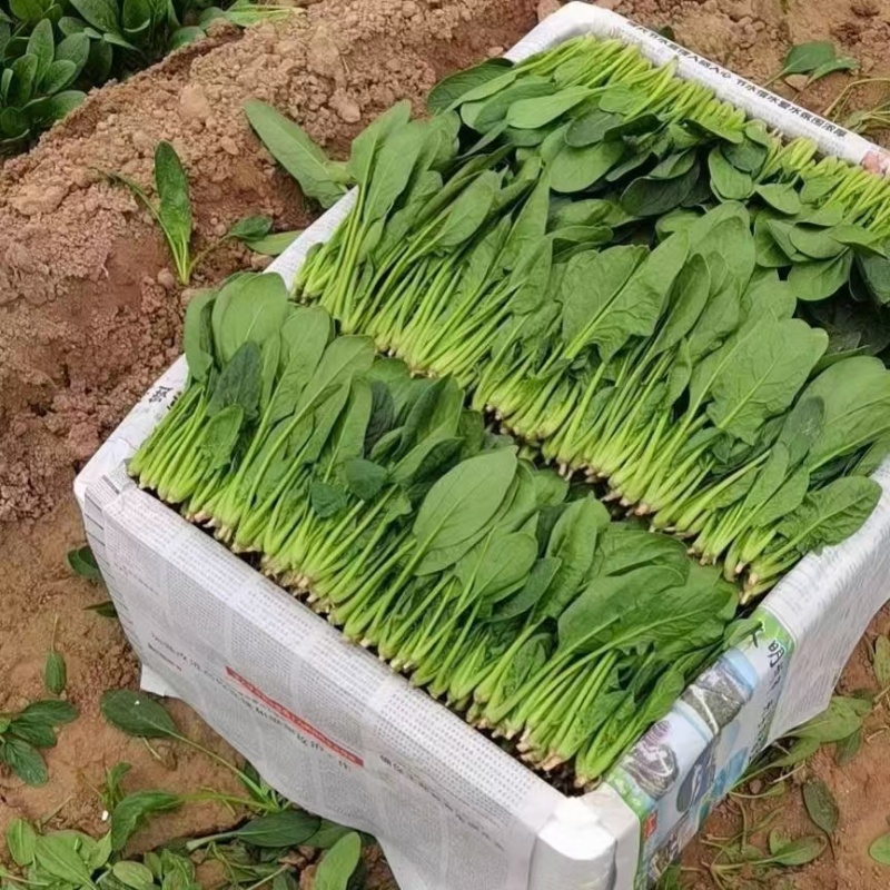 山东省大量现货优质菠菜，产地直发，专业团队，