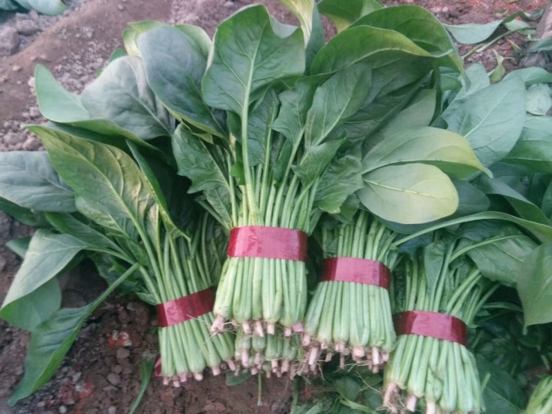 山东省大量现货优质菠菜，产地直发，专业团队，