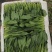山东省大量现货优质菠菜，产地直发，专业团队，